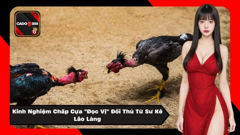 Kinh Nghiệm Chấp Cựa "Đọc Vị" Đối Thủ Từ Sư Kê Lão Làng