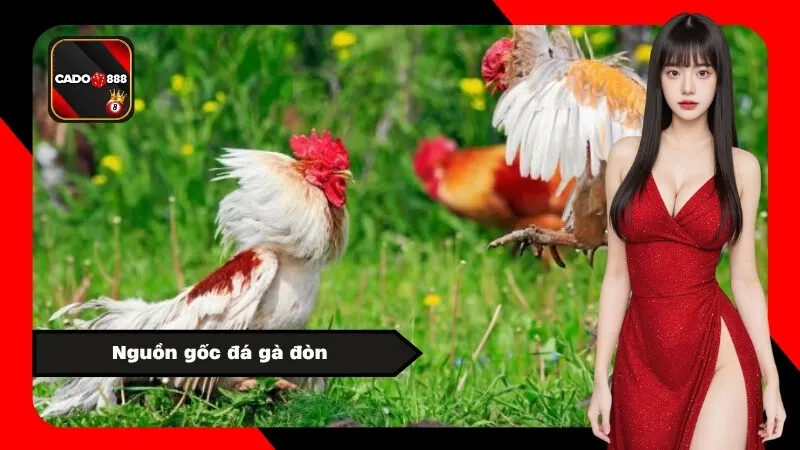 Nguồn gốc đá gà đòn